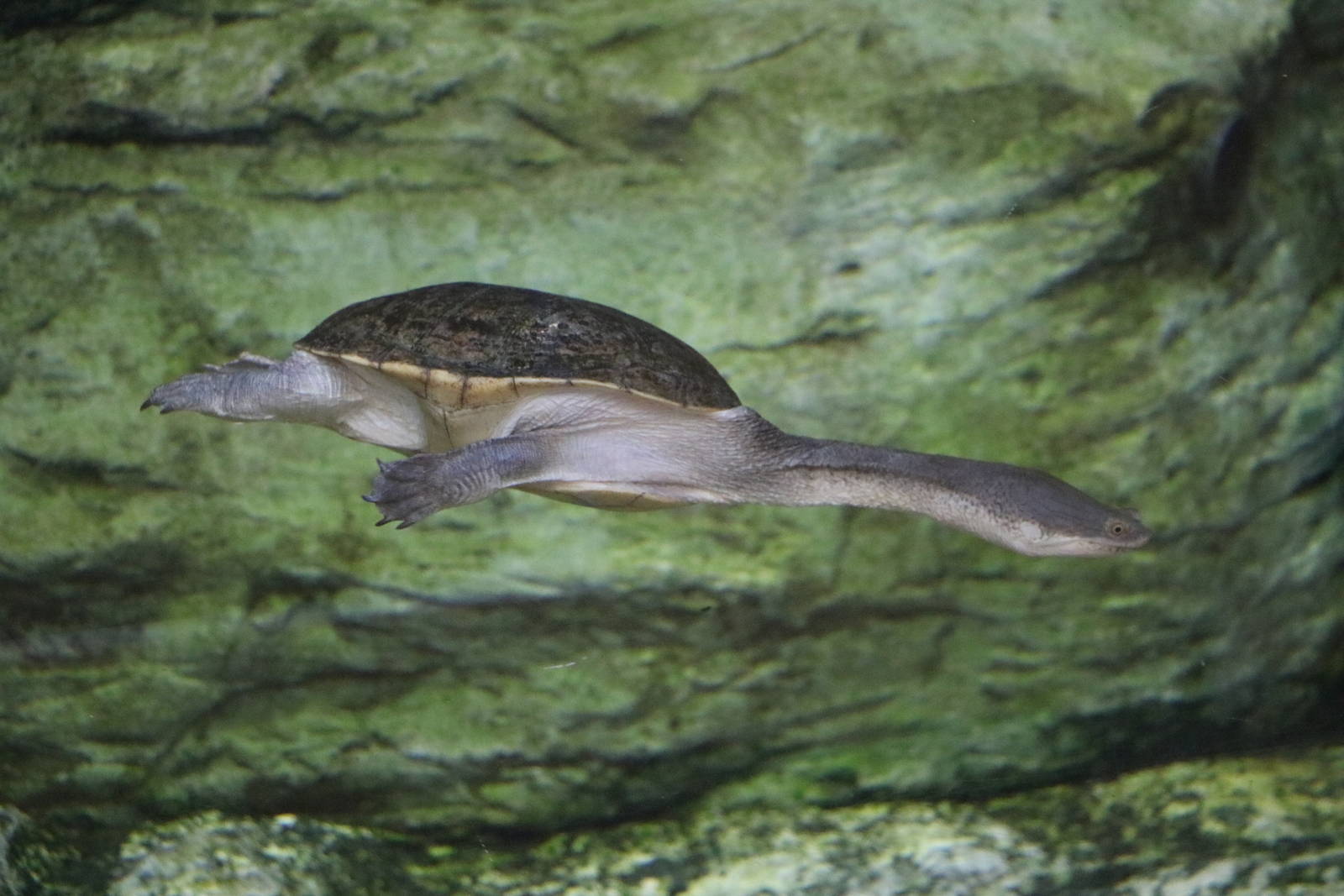 Northern snake-necked turtle, February 2016
