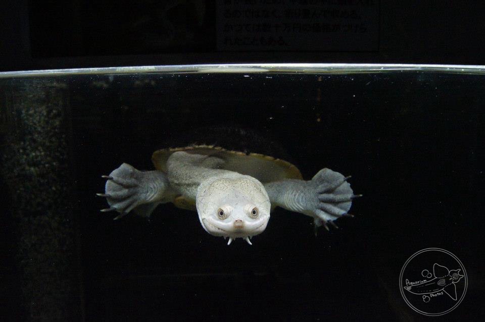 Northern Snake-necked Turtle (Macrochelodina rugosa)