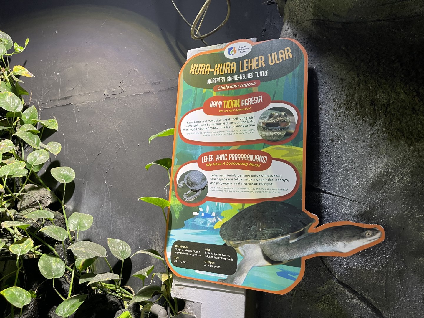 northern snake-necked turtle signage