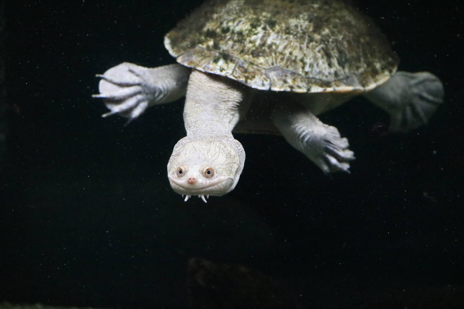 Northern snake-necked turtle - Tokyo Tower Aquarium, February 2016