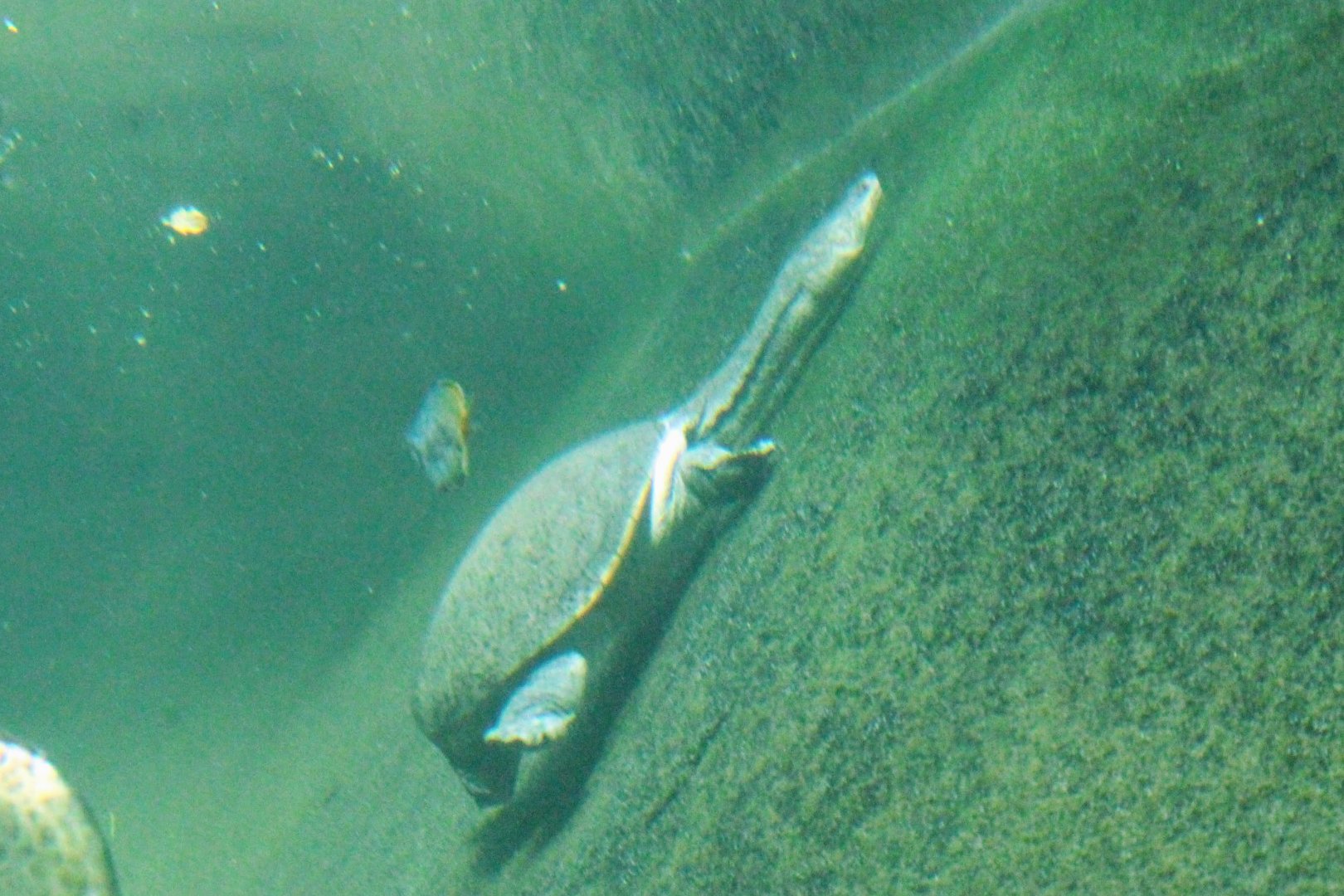 Northern Snake-necked Turtle