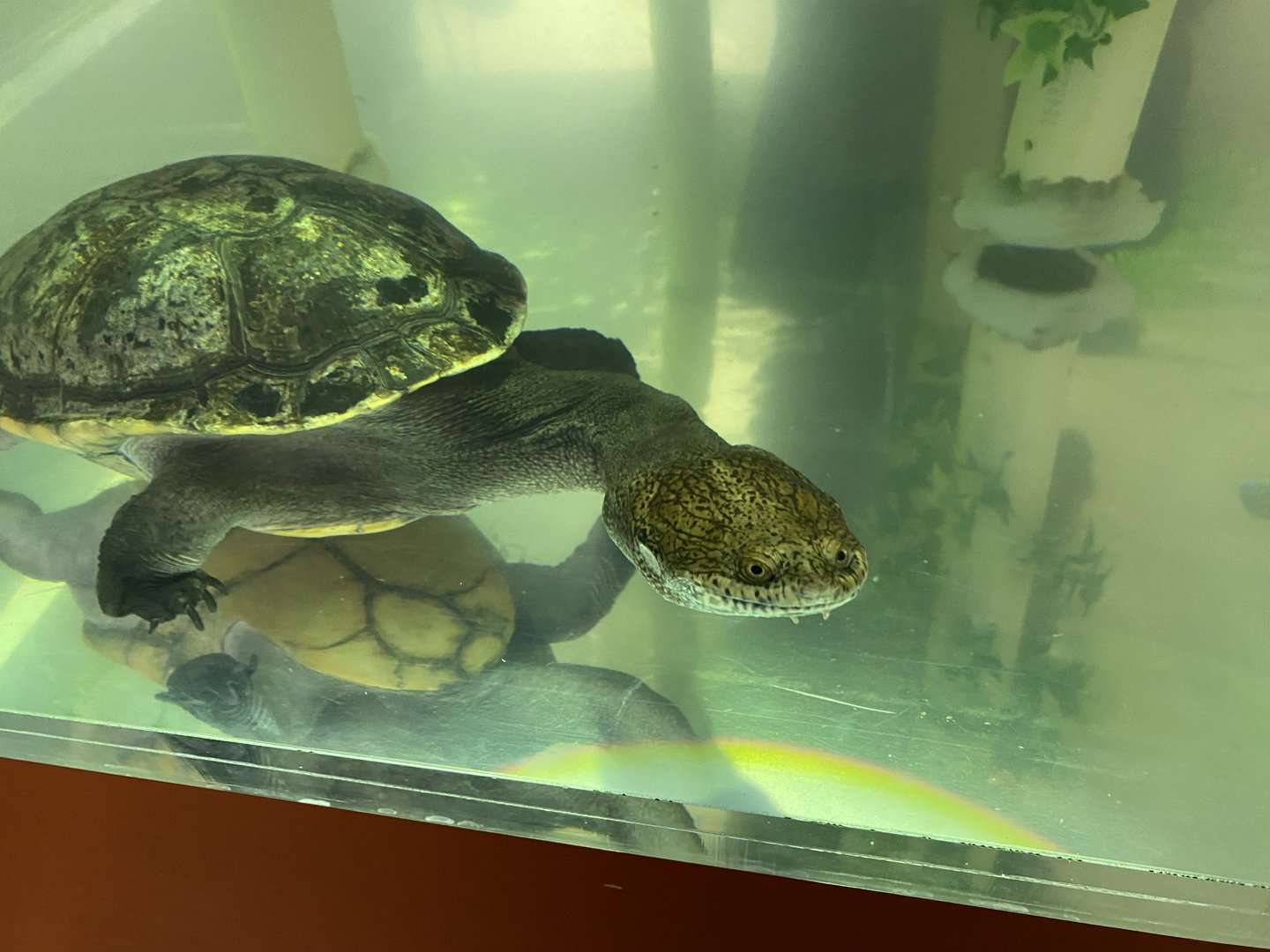 Northern Snake-necked Turtle