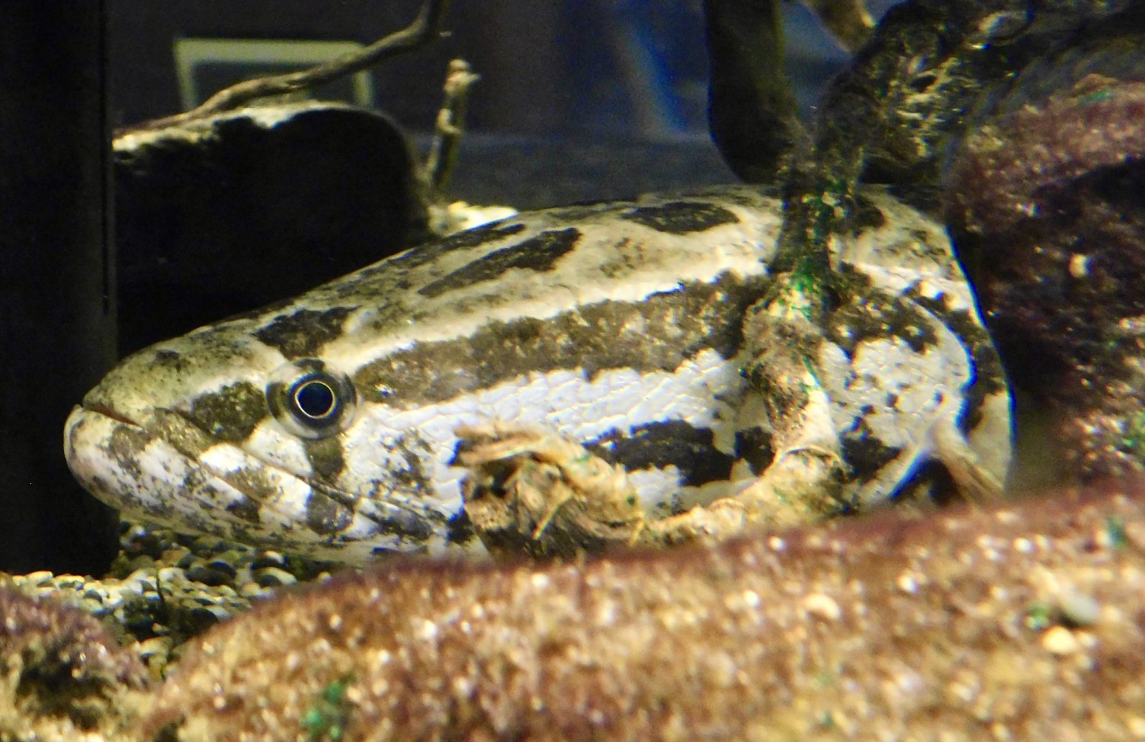 Northern Snakehead (Channa argus) - Kawasui Kawasaki Aquarium November 19, 2025