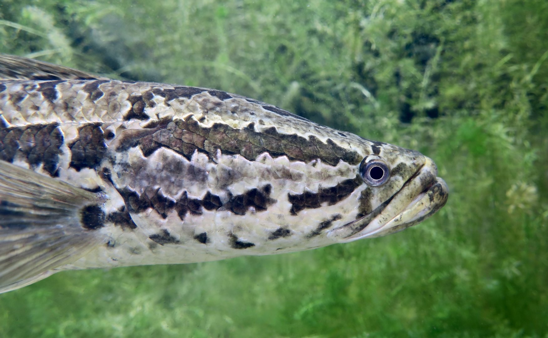Northern Snakehead (Channa argus) - Xpark