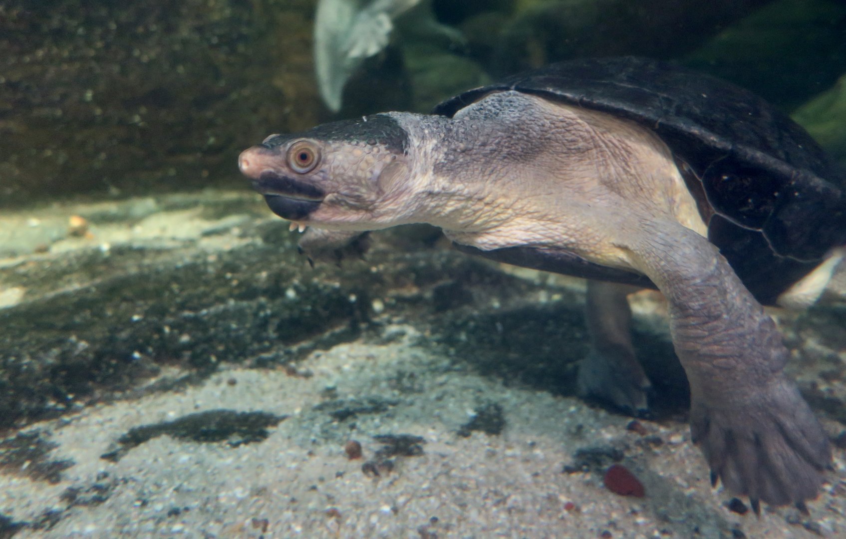 Northern Snapping Turtle (Elseya dentata)