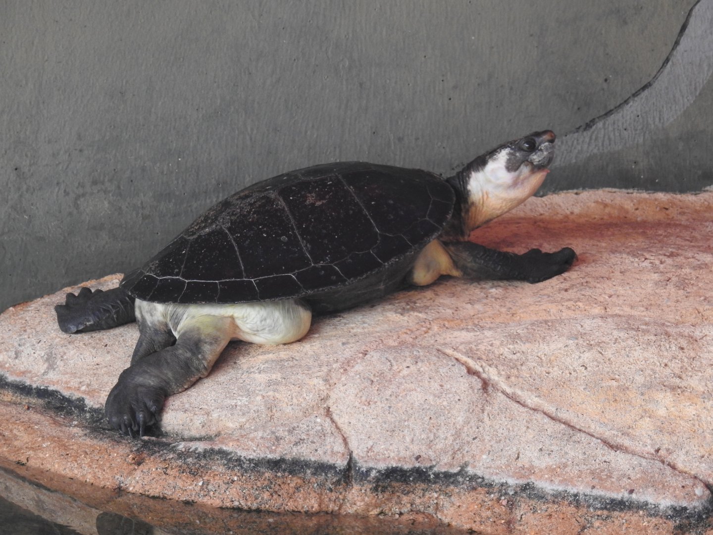 Northern Snapping-Turtle