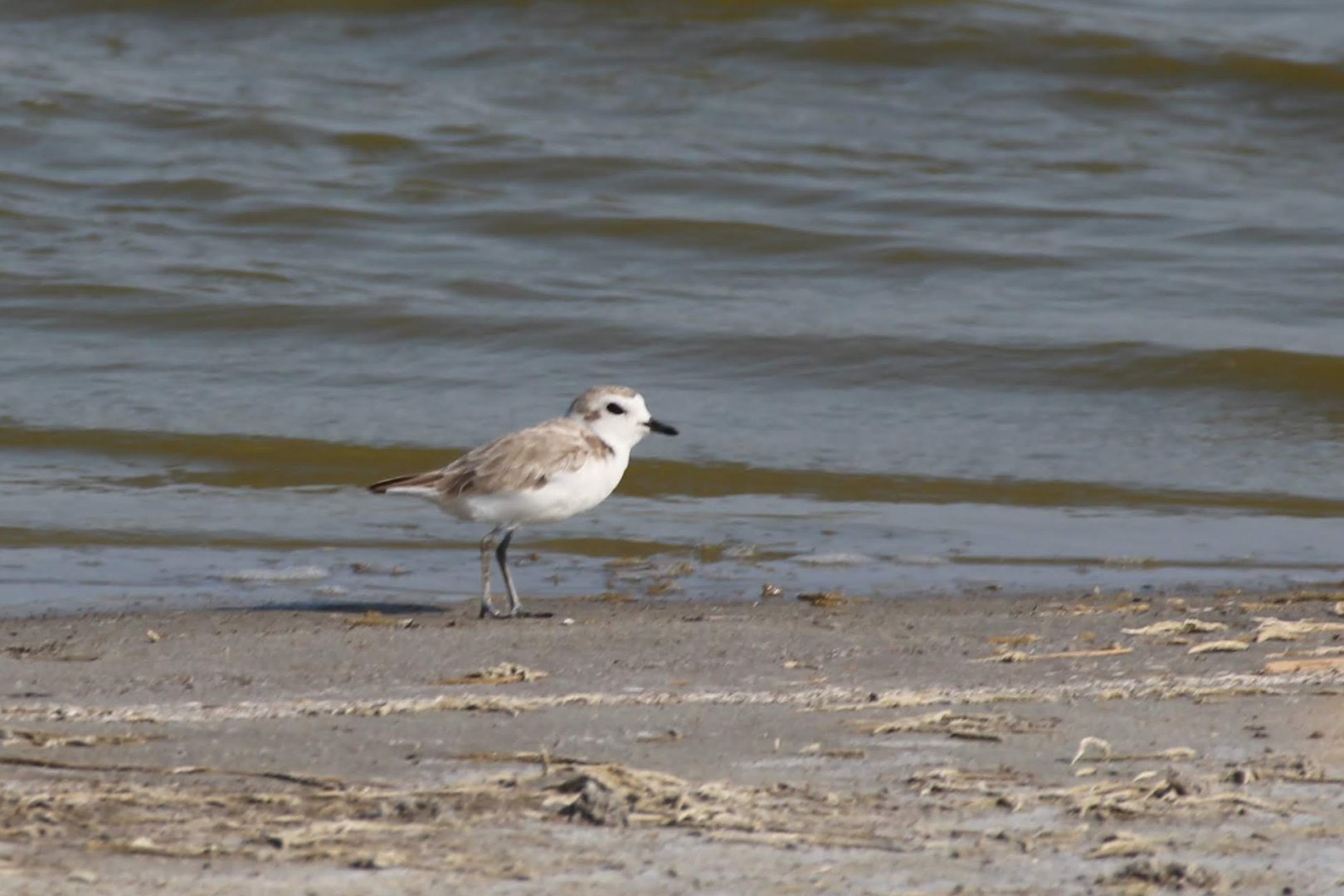Northern Snowy Plover