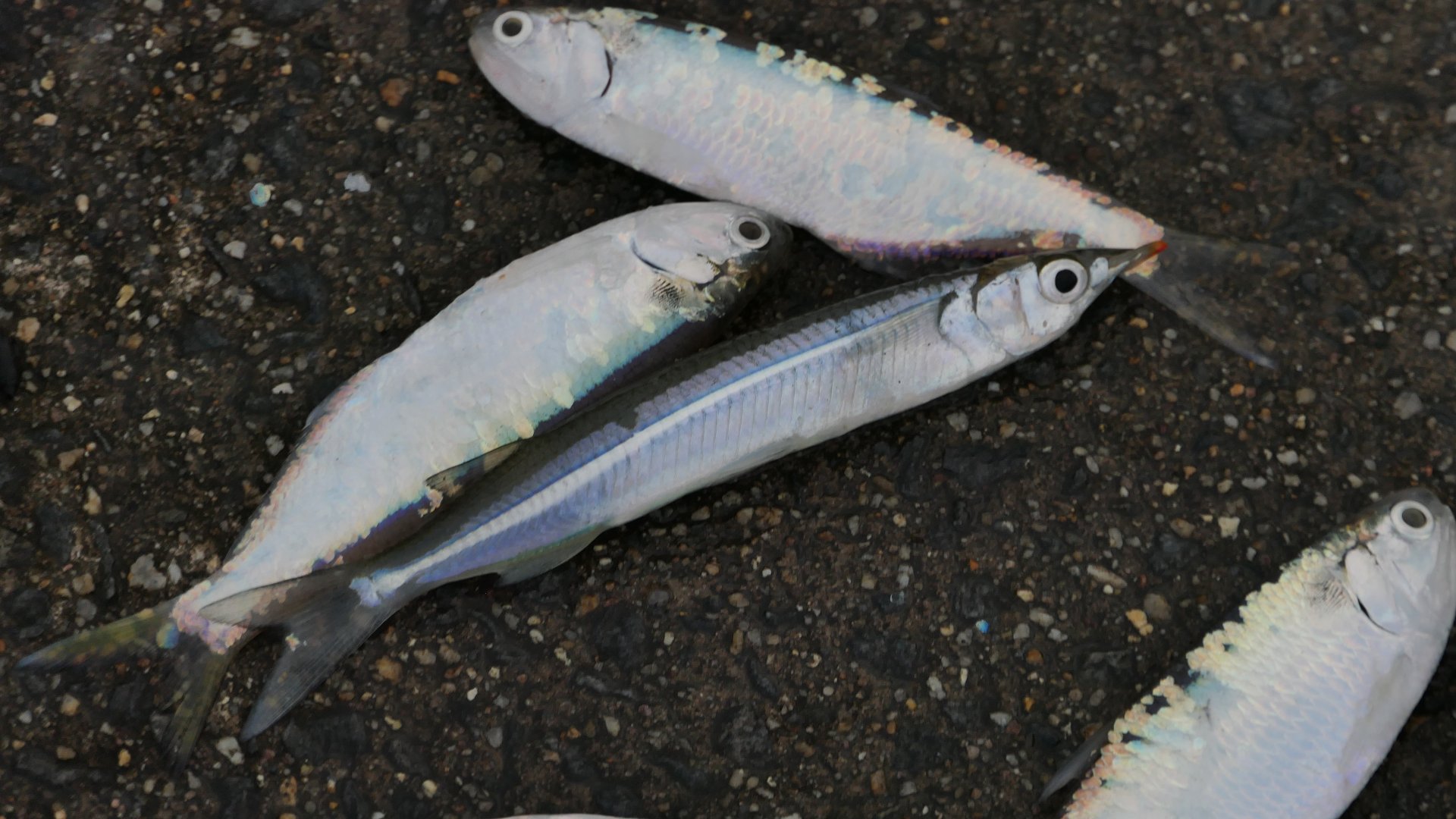 Northern Snubnose Garfish (Arrhamphus sclerolepis)