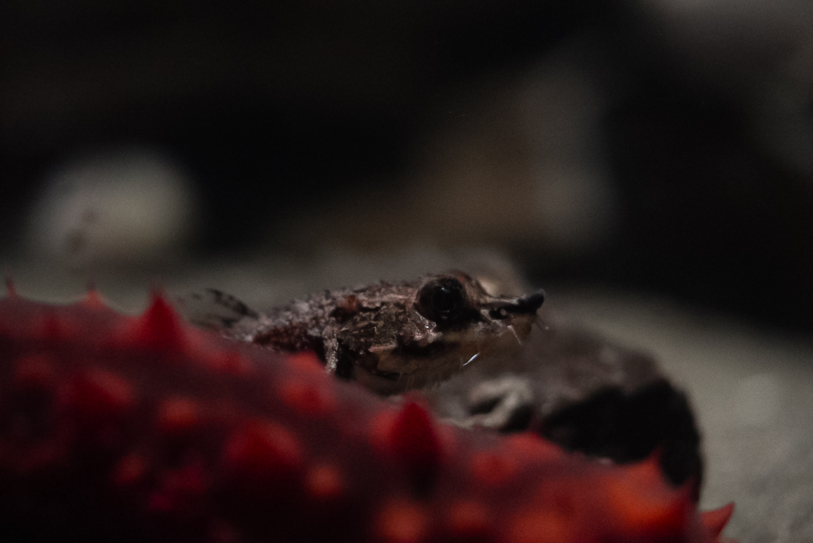 Northern Spearnose Poacher