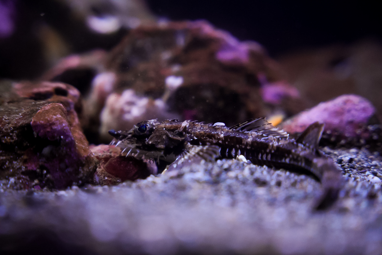 Northern Spearnose Poacher