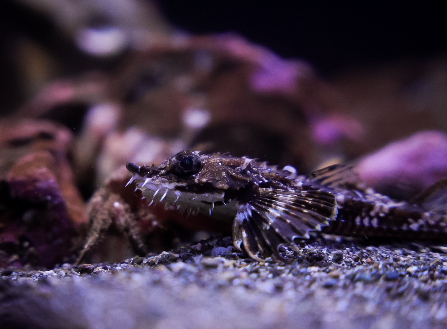 Northern Spearnose Poacher