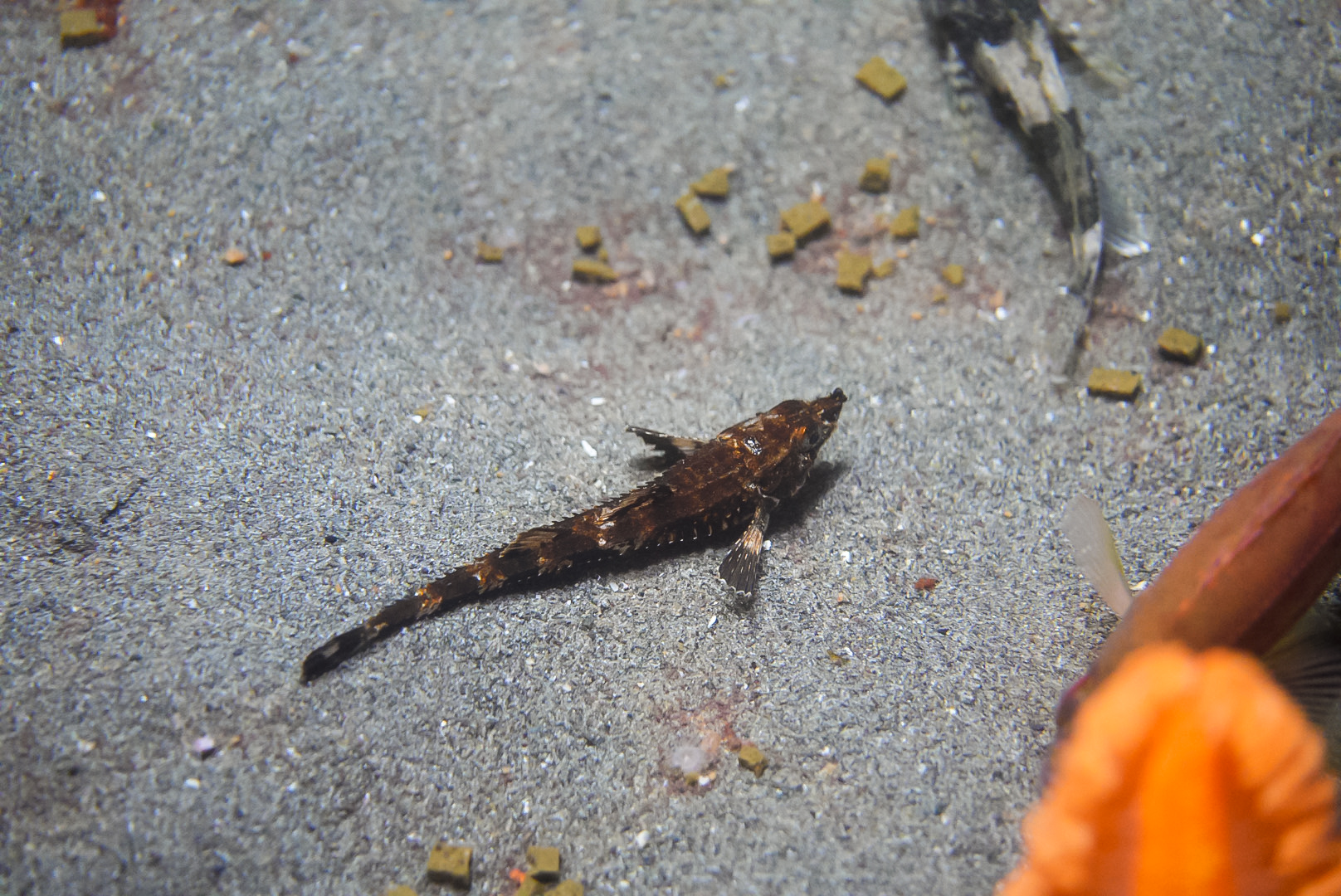 Northern Spearnose Poacher