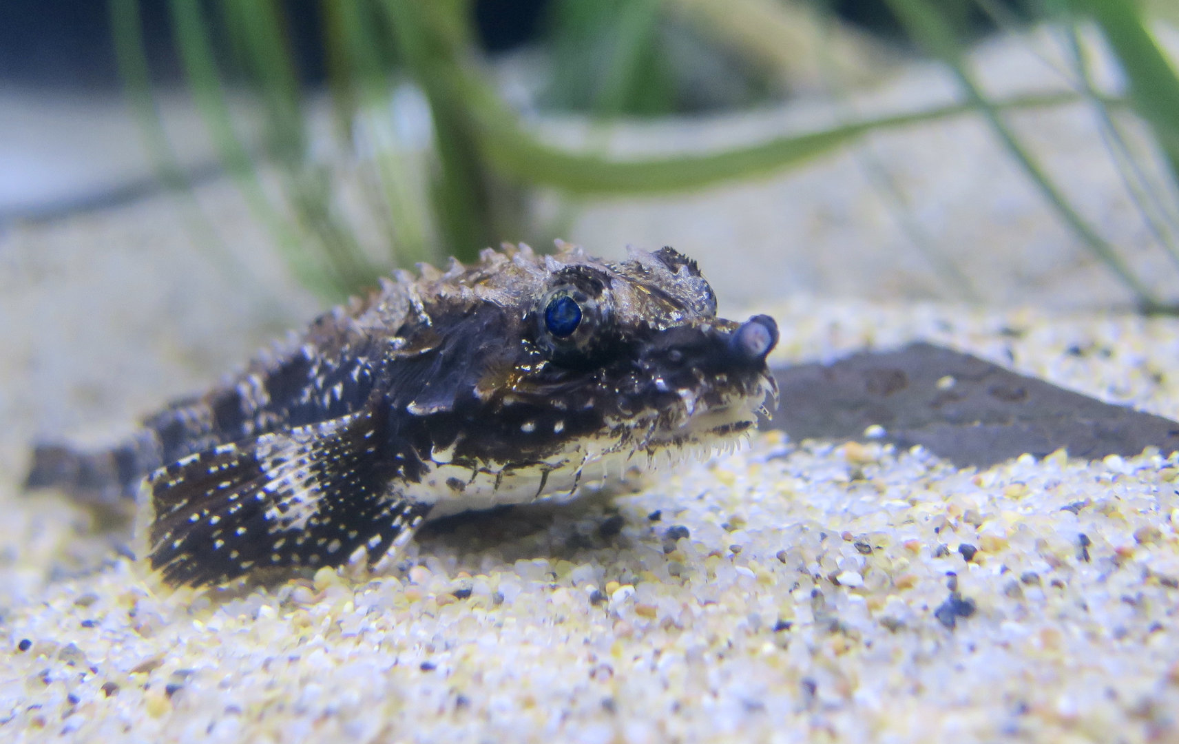 Northern Spearnose Pulcher (Agonopsis vulsa)