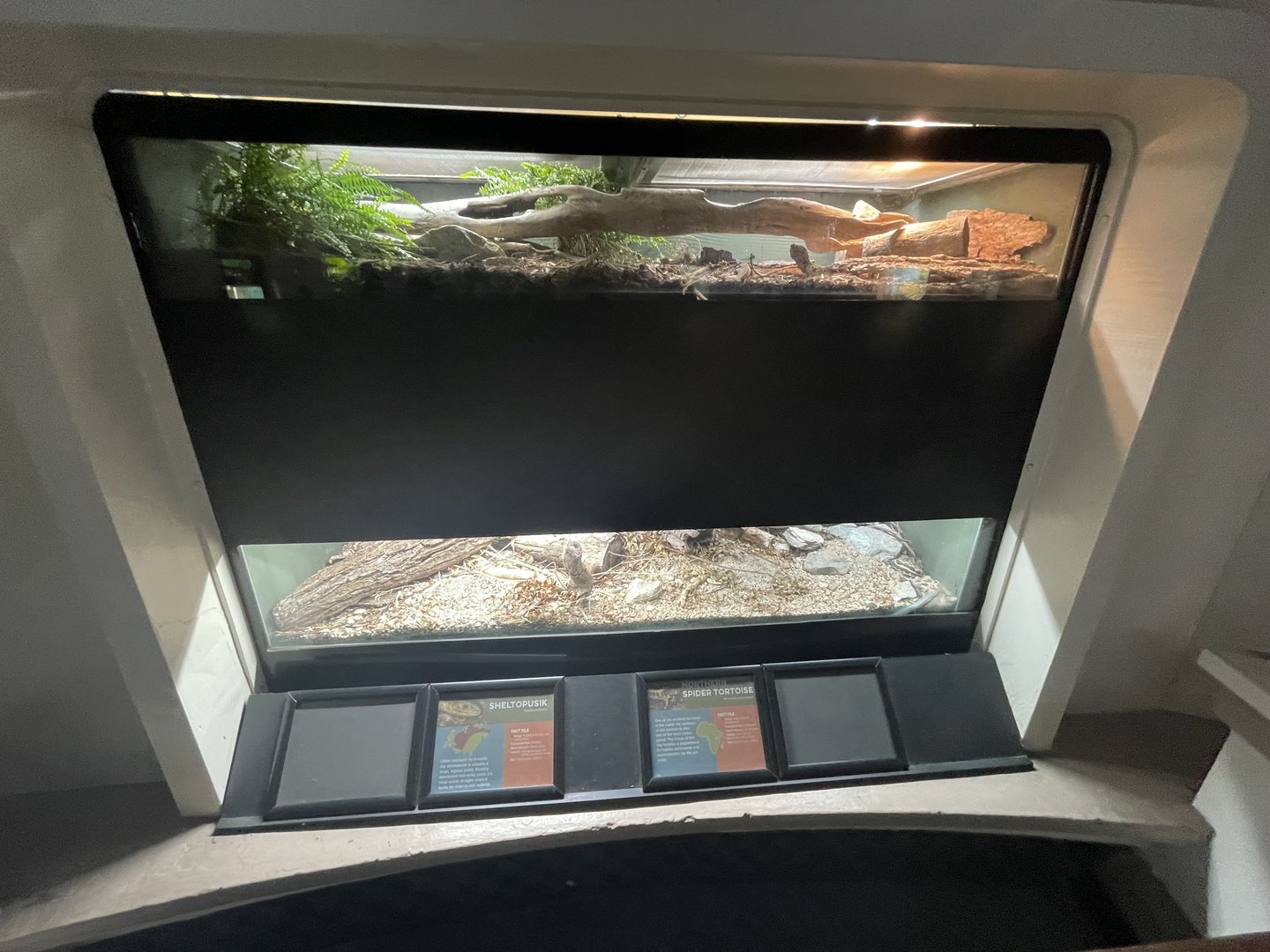 Northern Spider Tortoise and Sheltopusik Enclosures