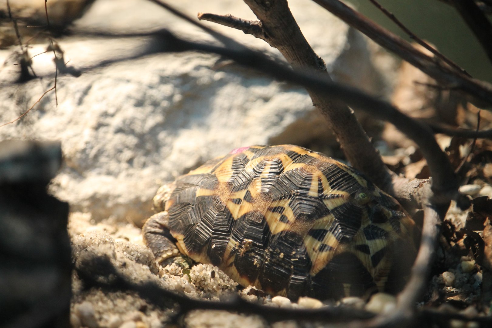 Northern spider tortoise (Pyxis arachnoides brygooi)