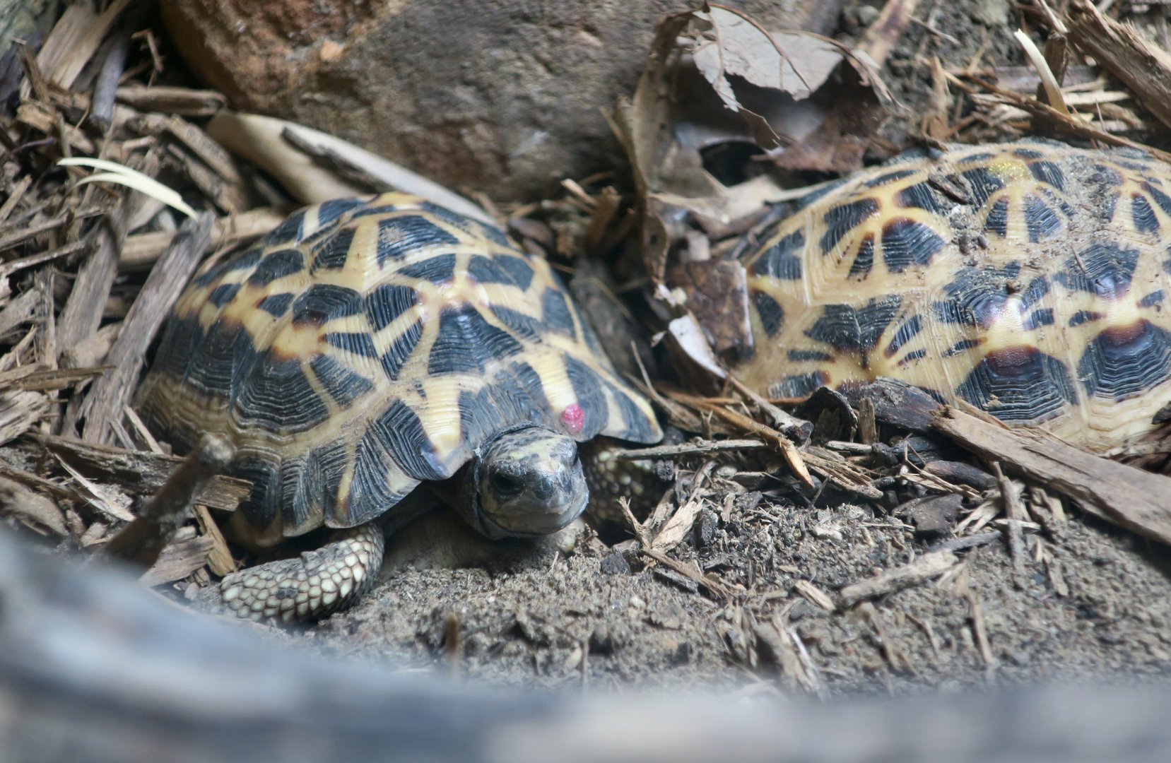 Northern Spider Tortoise (Pyxis arachnoides brygooi)