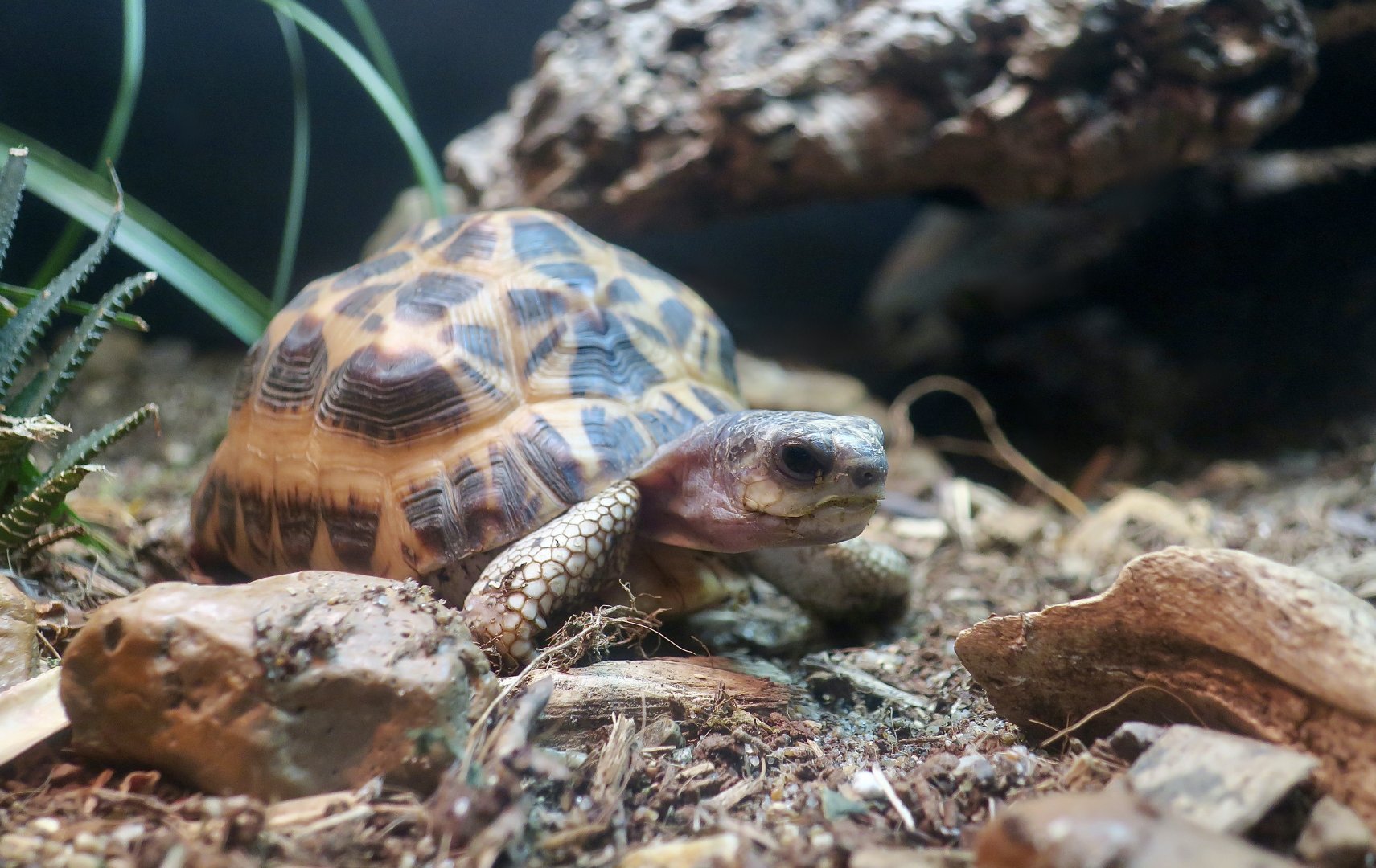 Northern Spider Tortoise (Pyxis arachnoides brygooi)