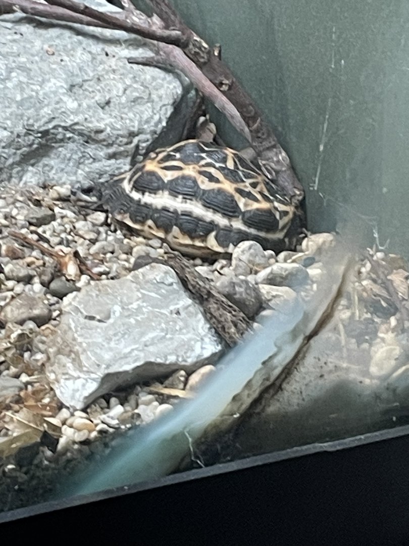 Northern Spider Tortoise