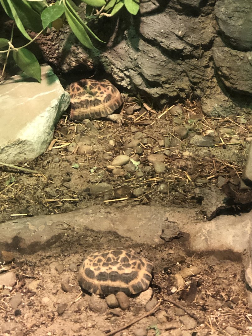 Northern Spider Tortoises