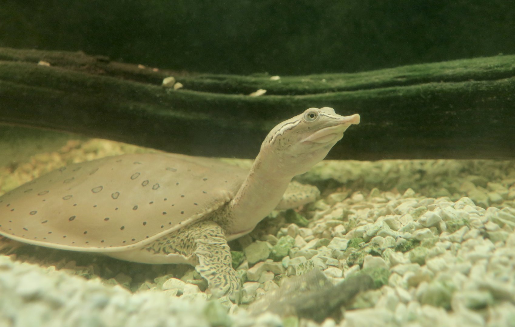 Northern Spiny Softshell Turtle (Apalone spinifera spinifera) - Cold Spring Harbor Fish Hatchery & Aquarium