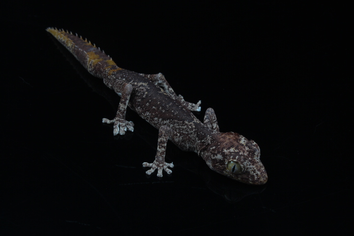 Northern spiny-tailed gecko (Strophurus ciliaris ciliaris) - Private facility