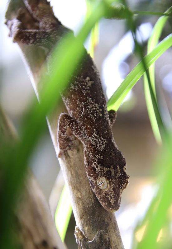 Northern spiny-tailed gecko (Strophurus ciliaris)
