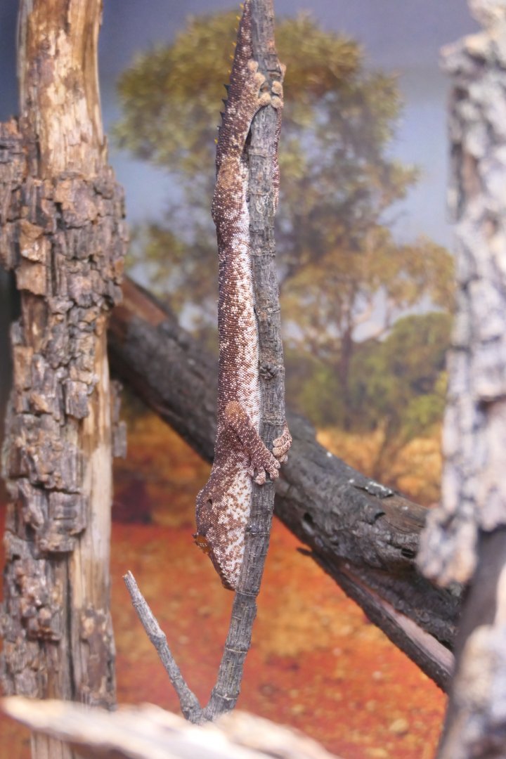 Northern Spiny-tailed Gecko (Strophurus ciliaris)