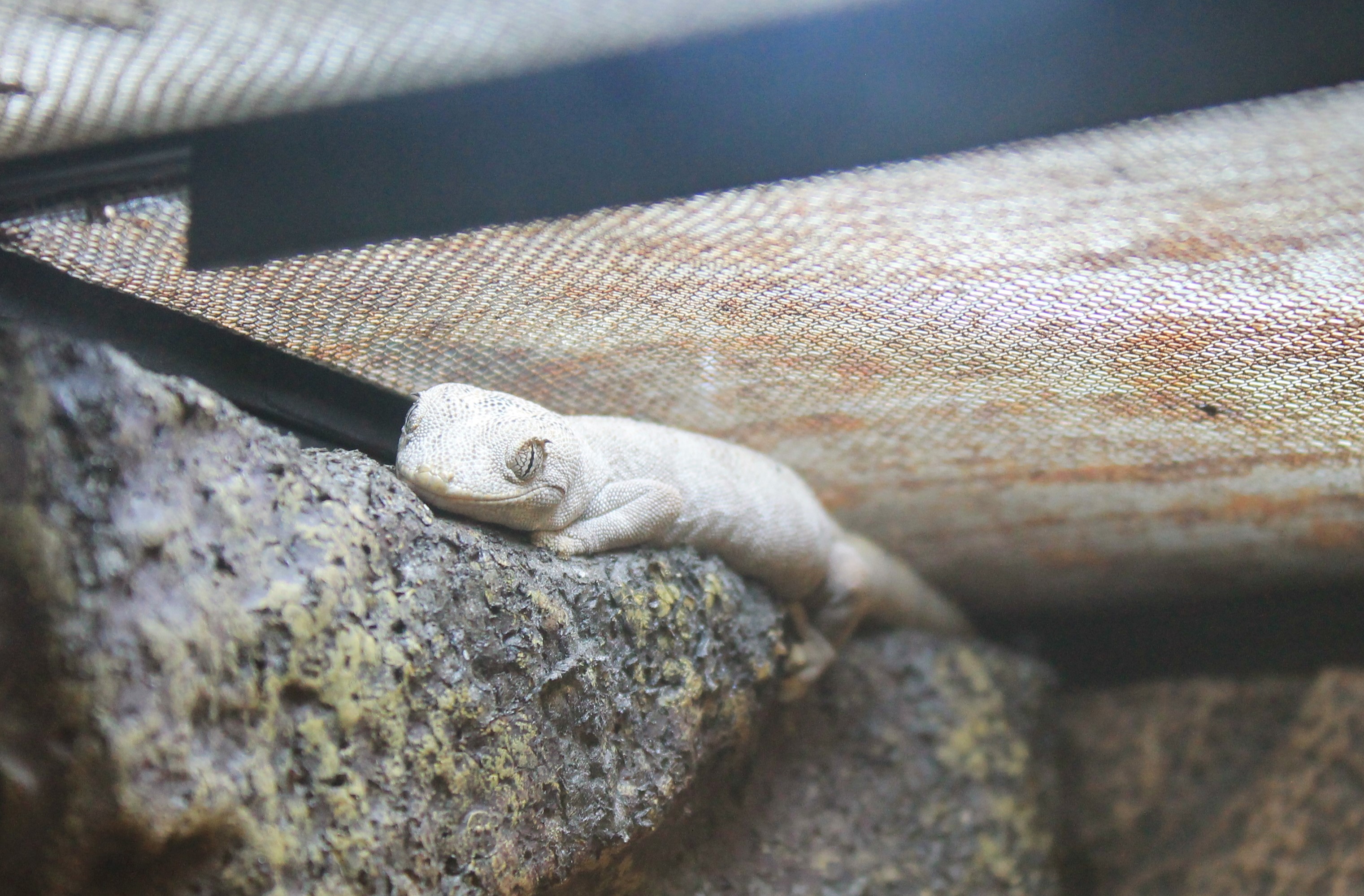Northern Spiny-tailed Gecko (Strophurus ciliaris)