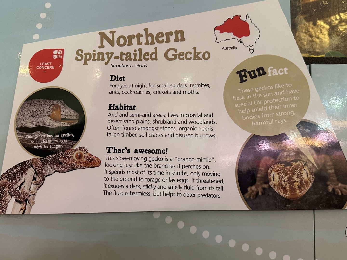 Northern spiny tailed gecko