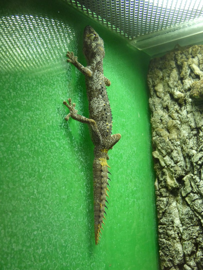 Northern spiny-tailed gecko