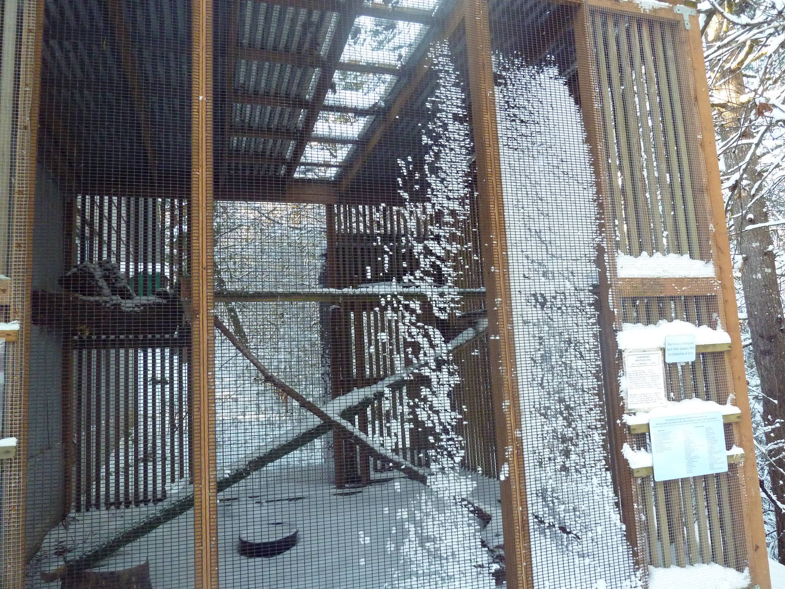 Northern Spotted Owl Exhibit