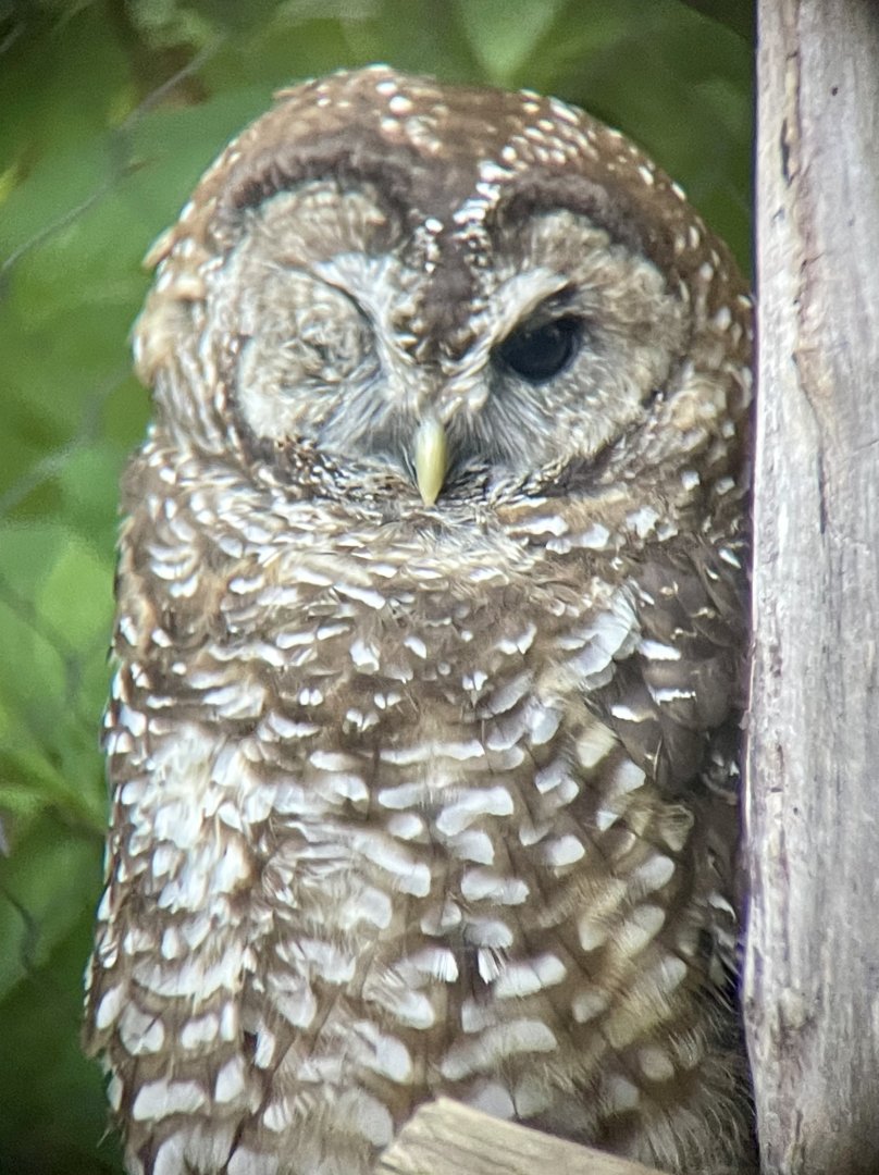 Northern Spotted Owl