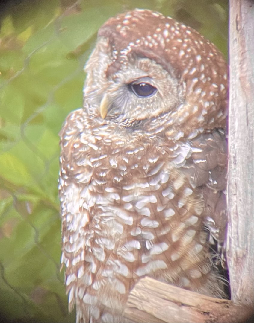Northern Spotted Owl