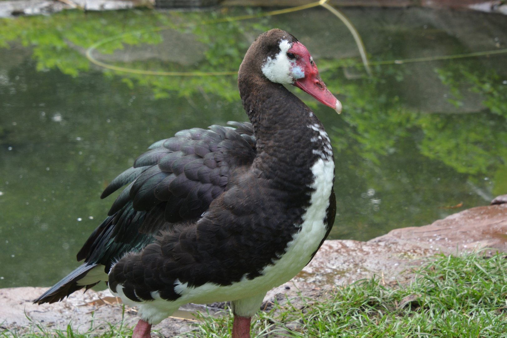 Northern spur-winged goose (Plectropterus gambensis gambensis)