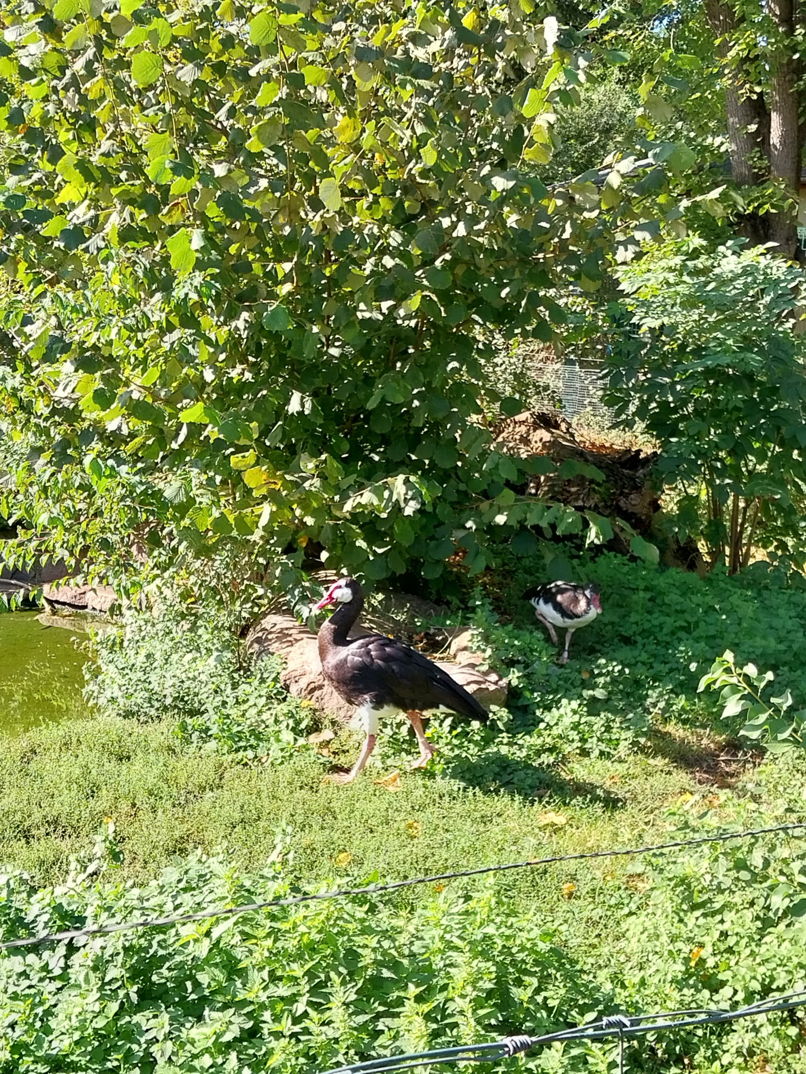 Northern Spur-winged Goose (Plectropterus gambensis gambensis)