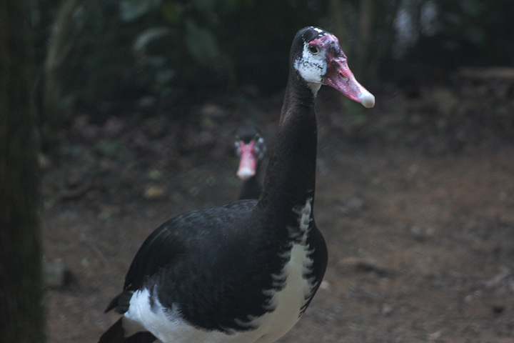 Northern spur-winged goose (Plectropterus gambensis gambensis)