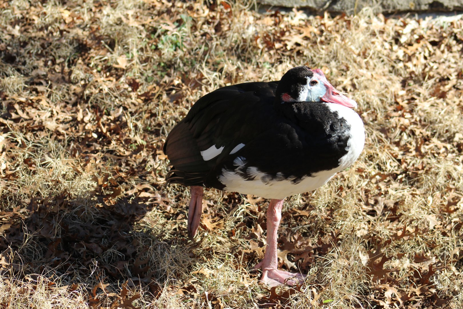 Northern Spur-Winged Goose