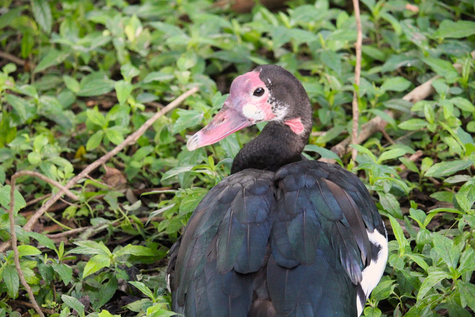 Northern Spur-winged Goose