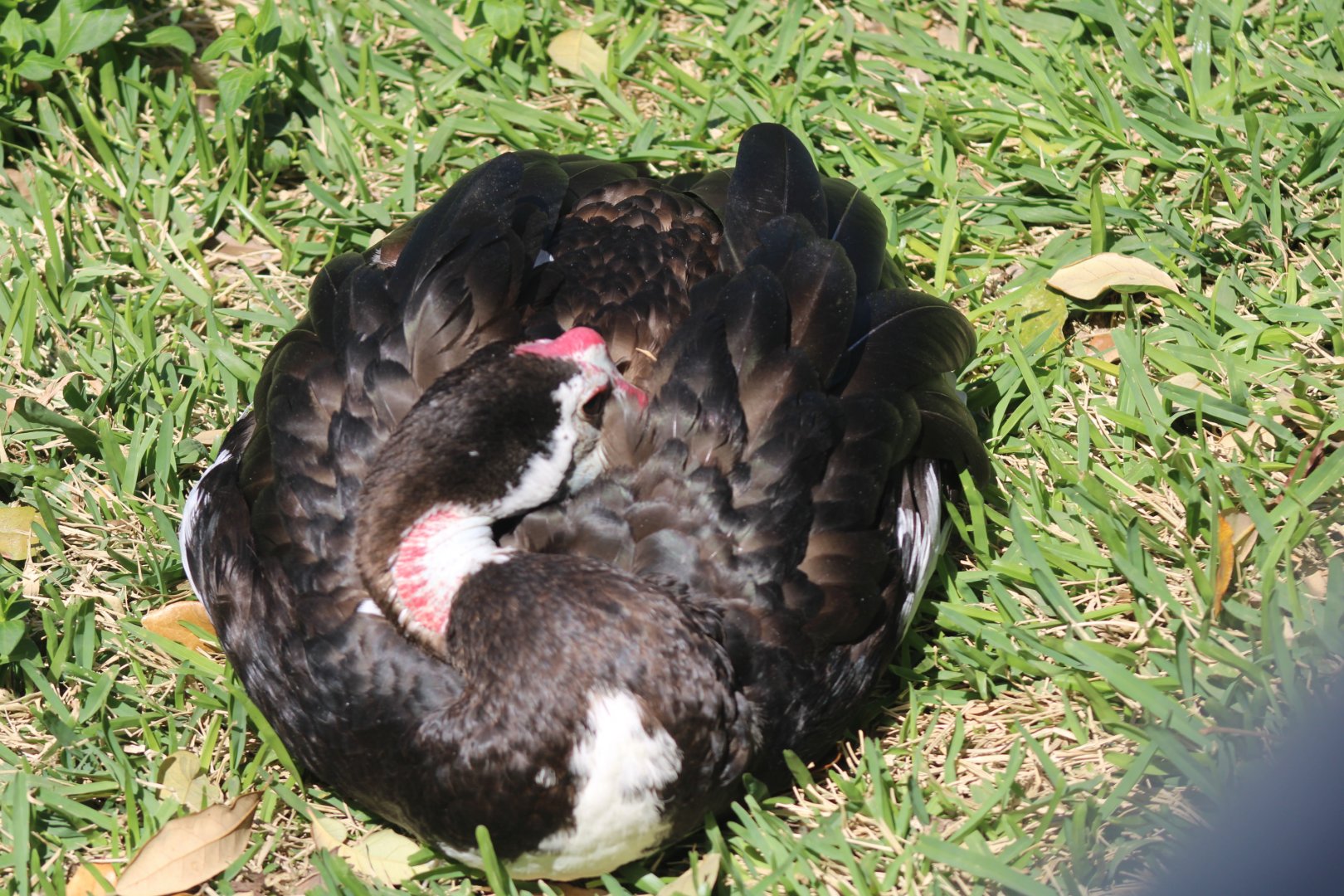 Northern Spur-winged Goose