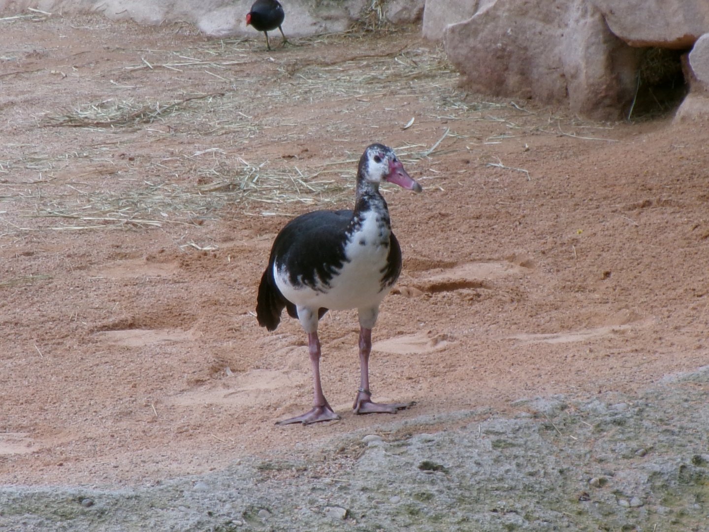 Northern Spur-winged Goose