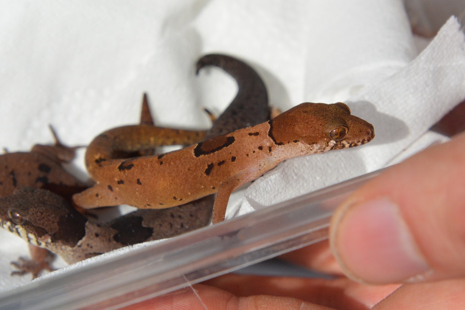Northern Sri Lanka gecko (Cyrtodactylus yakhuna)