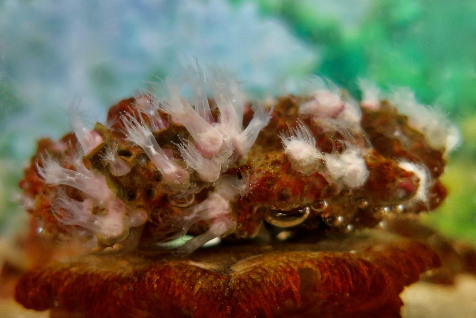 Northern Star Coral (Astrangia poculata)