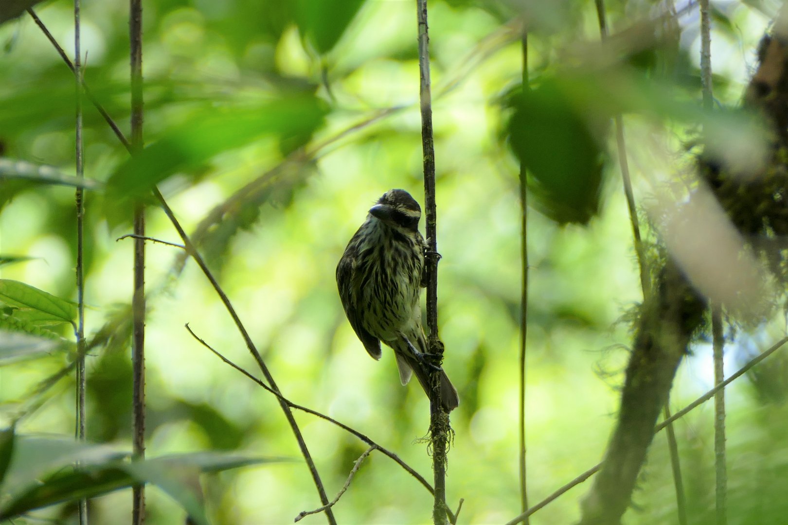 Northern Streaked Flycatcher