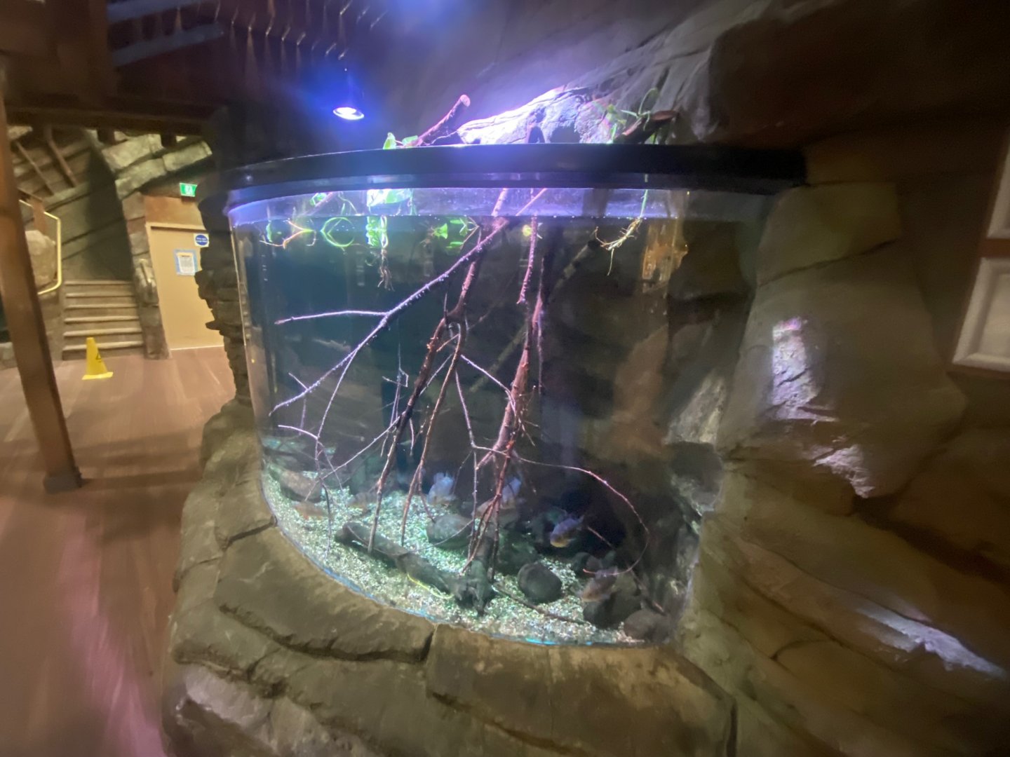 Northern Streams - European perch exhibit 251123