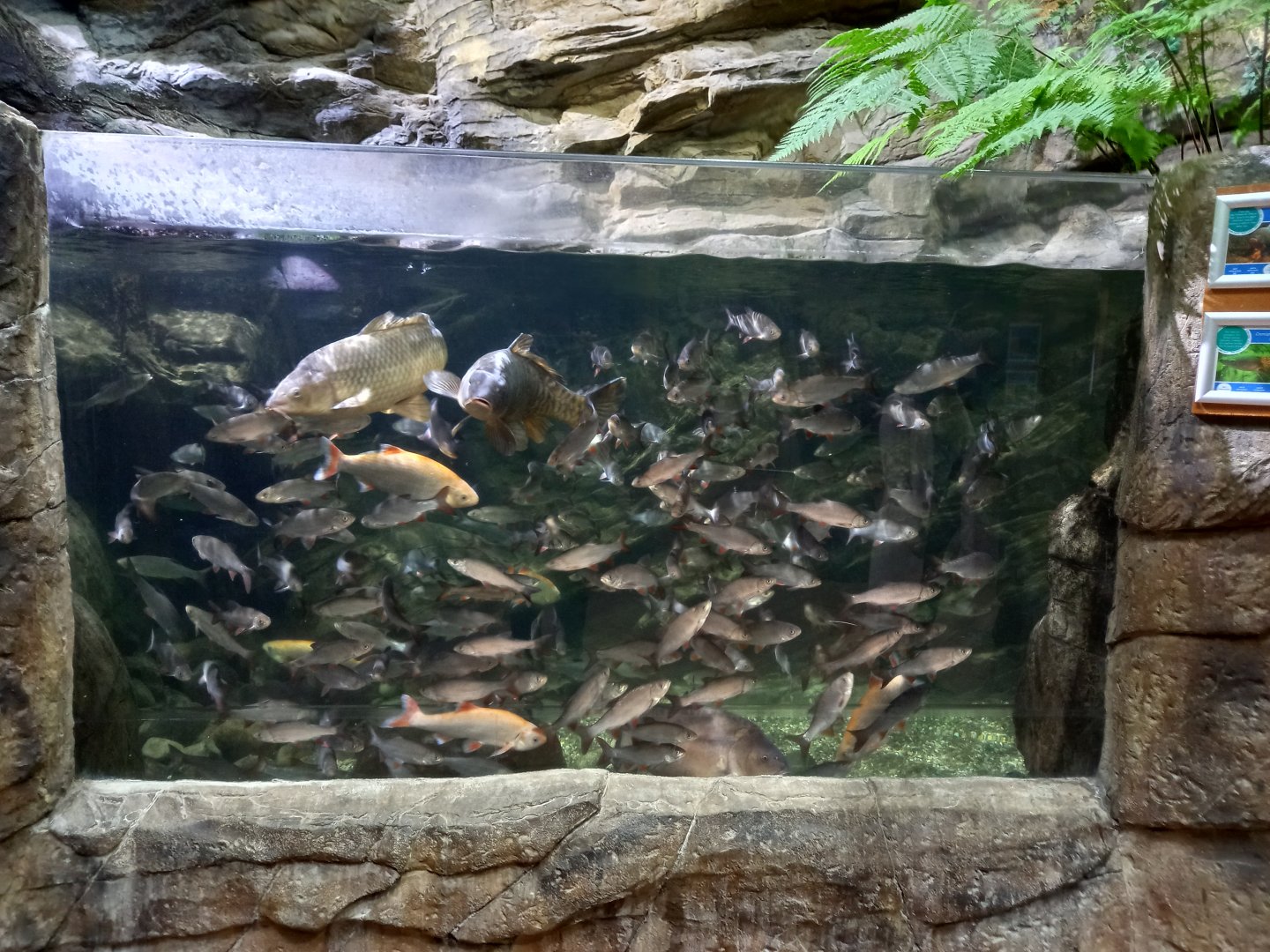 Northern Streams tank (Carp and Ide)