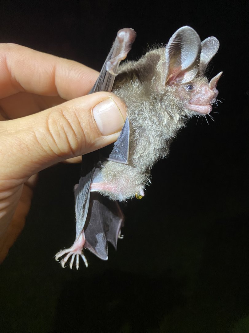Northern Stripe-headed Round-eared Bat (Tonatia bakeri)