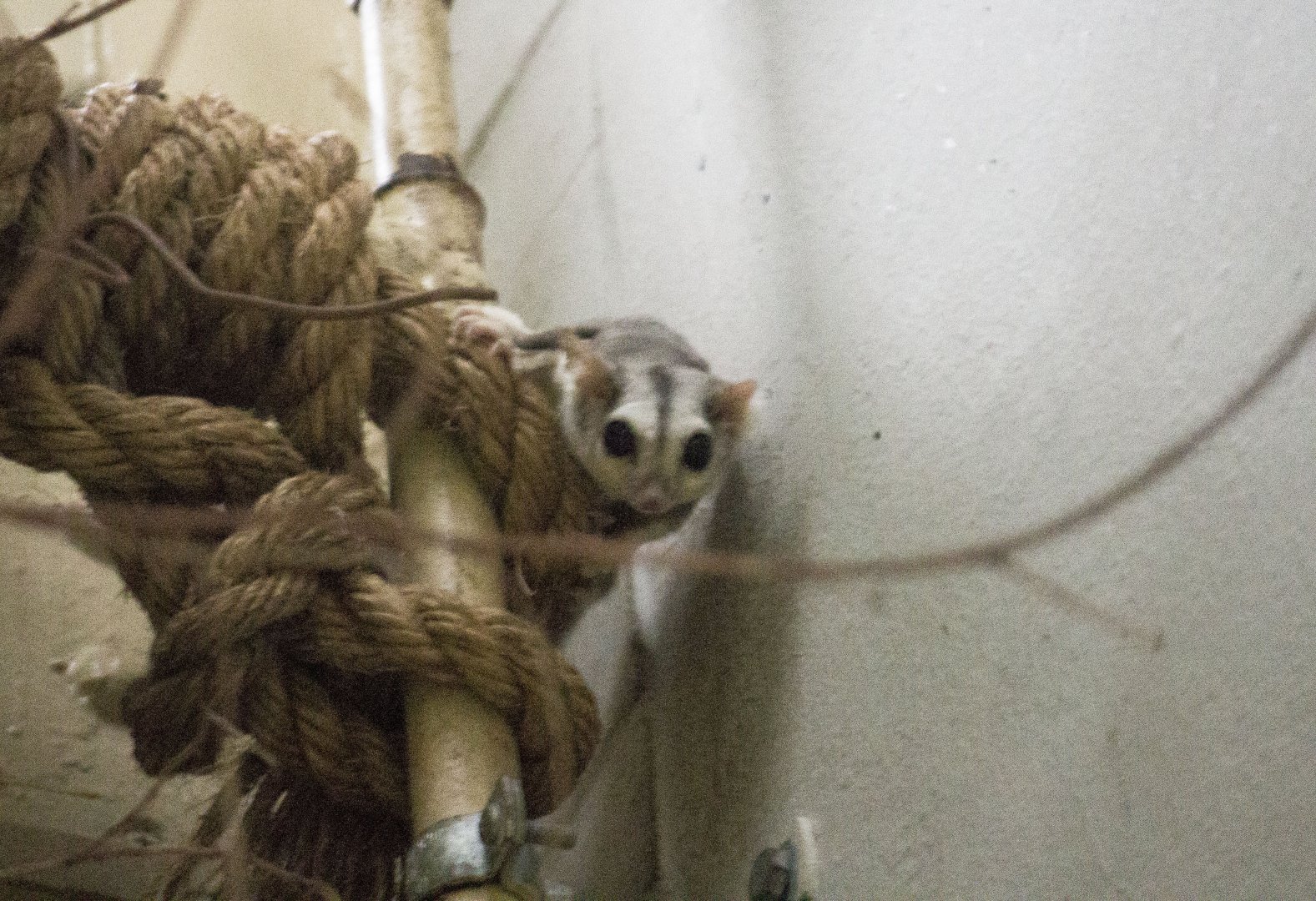 Northern sugar glider, Petaurus breviceps ariel