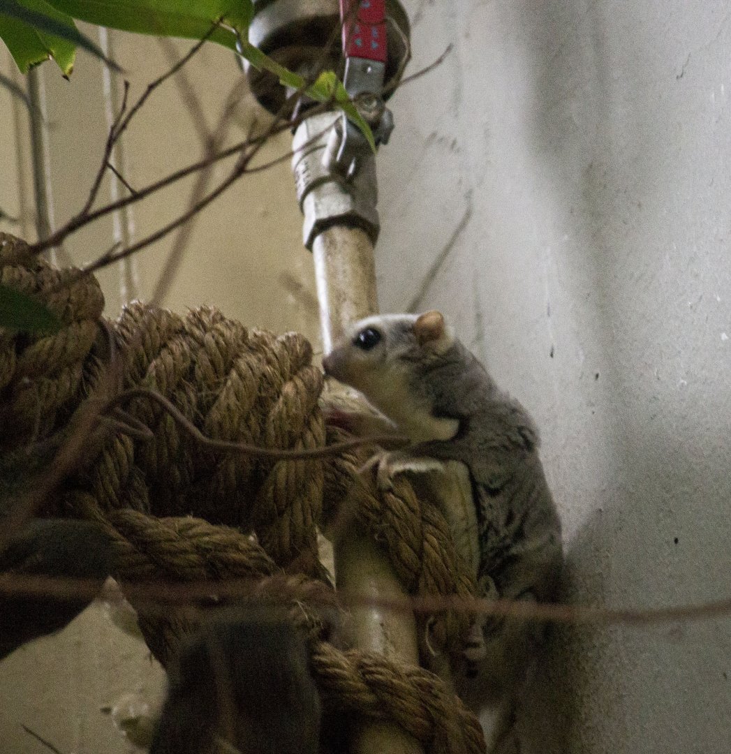 Northern sugar glider, Petaurus breviceps ariel