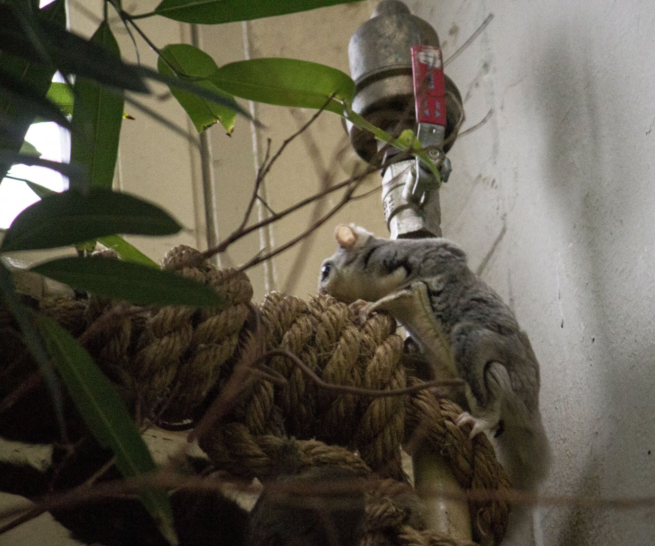 Northern sugar glider, Petaurus breviceps ariel