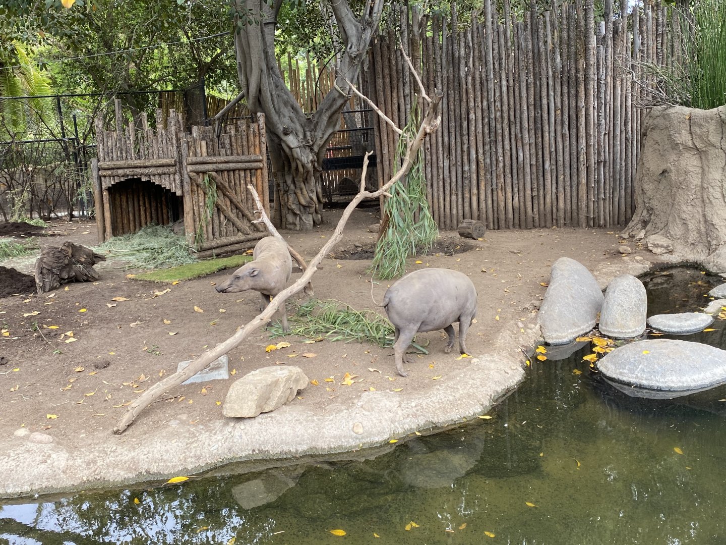 Northern Sulawesi Babirusa - Mombassa Lagoon